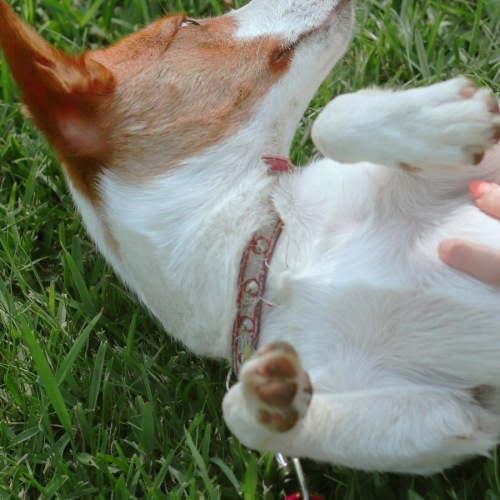 a dog lying on its back on grass